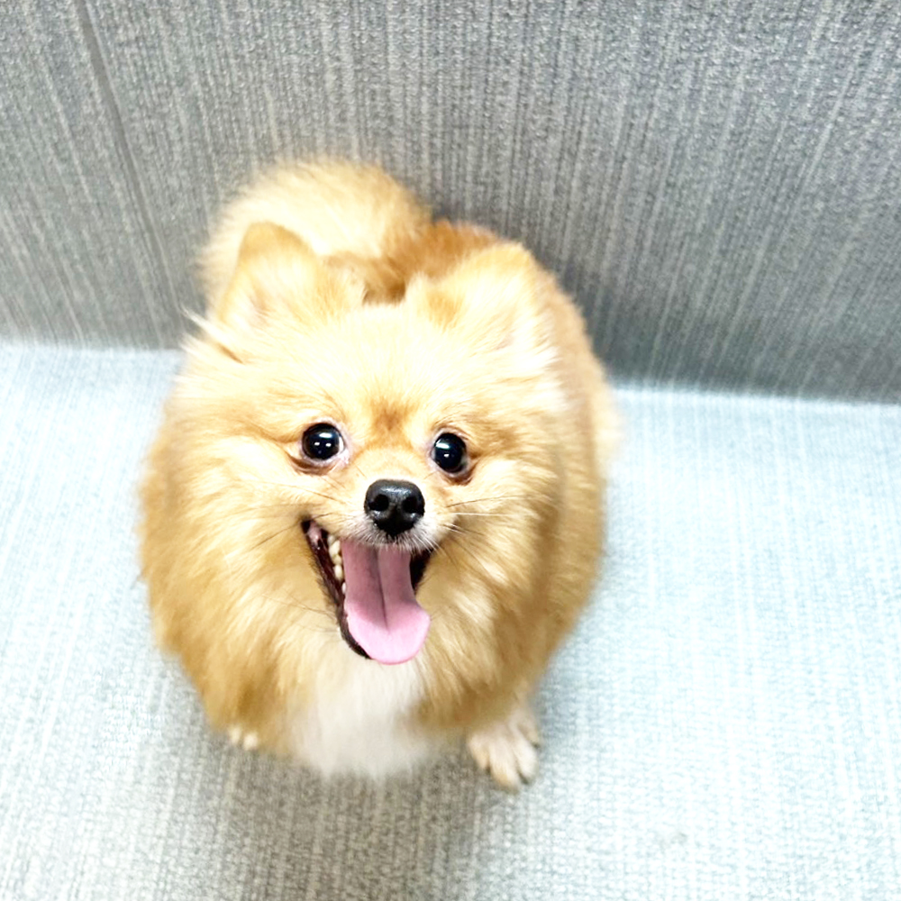 生徒が送ってくれたモデル犬の写真☆